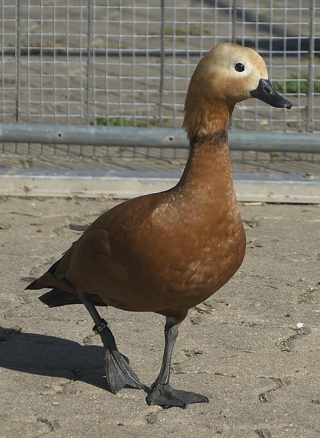 莫兰特和朱